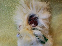 alaska 8 fur top